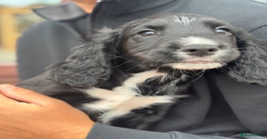 Sprocker dogs - Advert 8