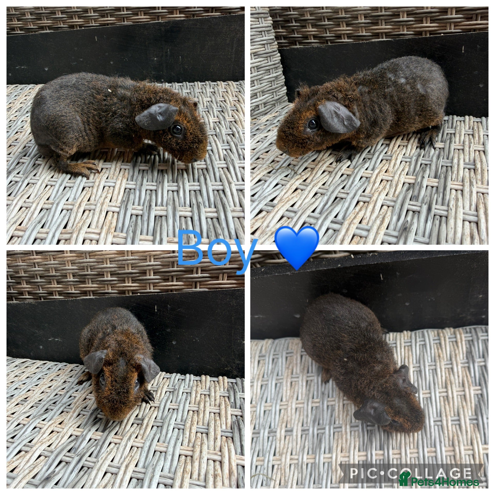 Guinea Pig rodents Male & Female piggies looking for new laps - Advert 1