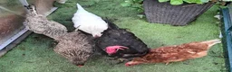 Hens poultry for sale: 5 Laying Hens Group of 5 Colorful Egg Layers in Bathgate - Advert 2