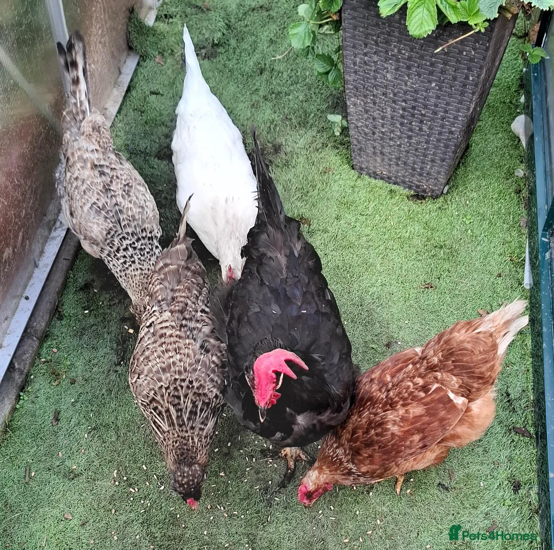 Hens poultry for sale: 5 Laying Hens Group of 5 Colorful Egg Layers in Bathgate - Advert 2