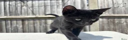 Mixed Breed cats for sale: Kittens for Sale ! - Advert 4