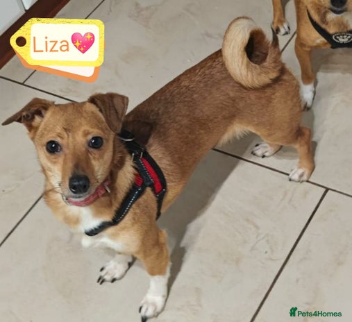 Dogs Forfar Adult Dogs for adoption | Pets4Homes