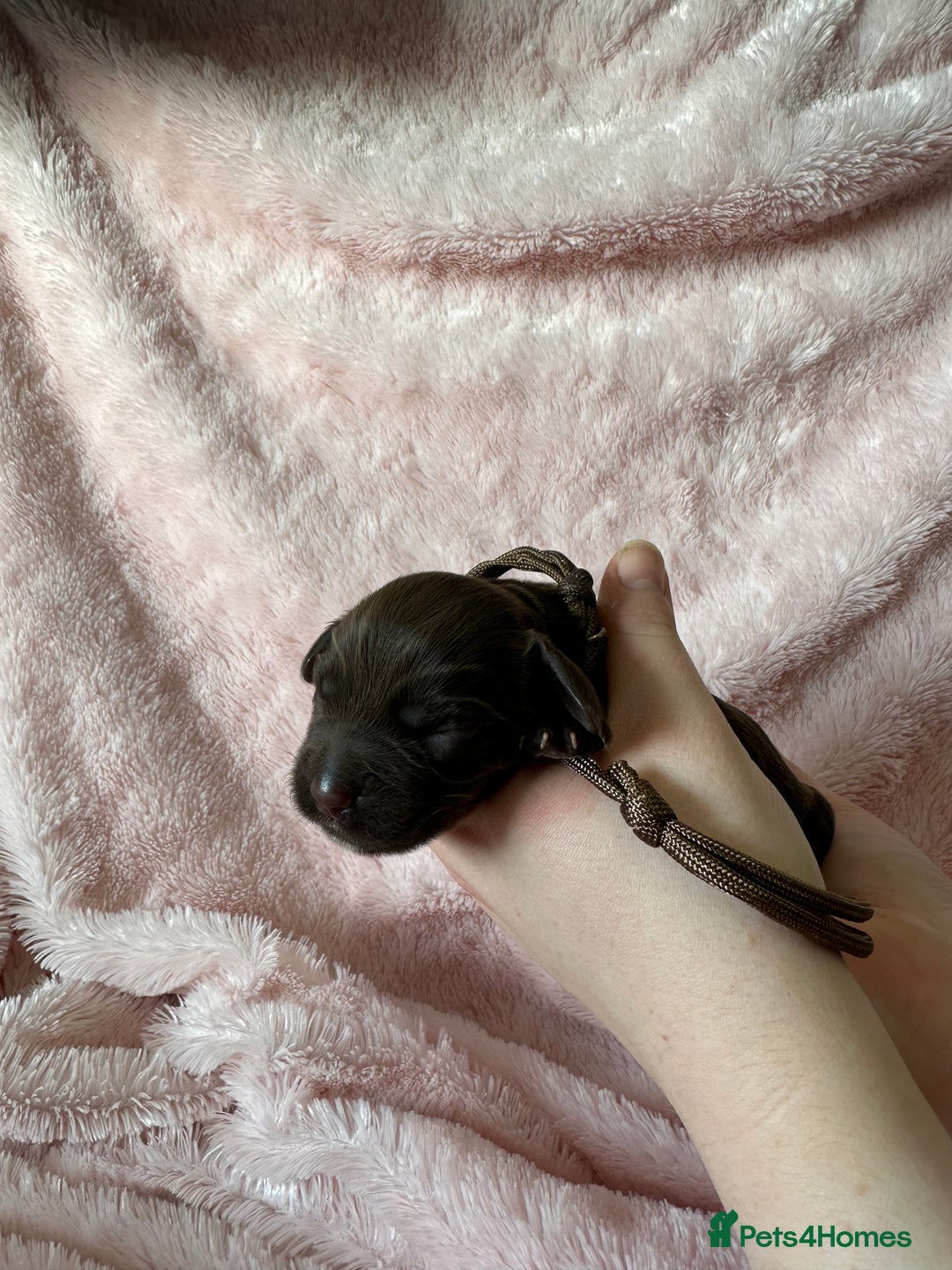 Cocker Spaniel dogs for sale: Cocker Spaniel Pups - Solid & Roan - Farlavale - Advert 16