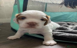 Mixed Breed dogs for sale: Sprocker puppies - Image 3