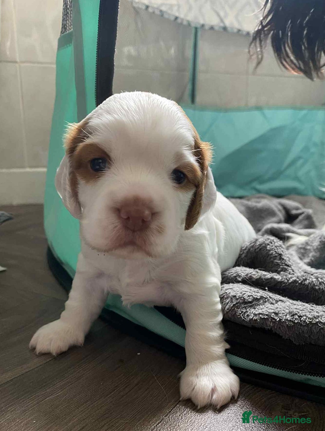 Mixed Breed dogs for sale: Sprocker puppies - Image 3
