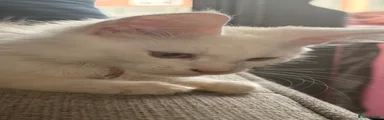 Axel 