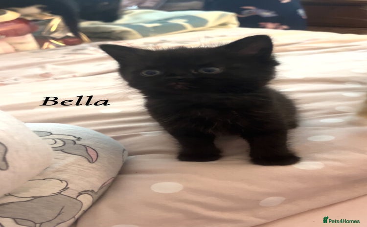 British Shorthair cats - Advert 4