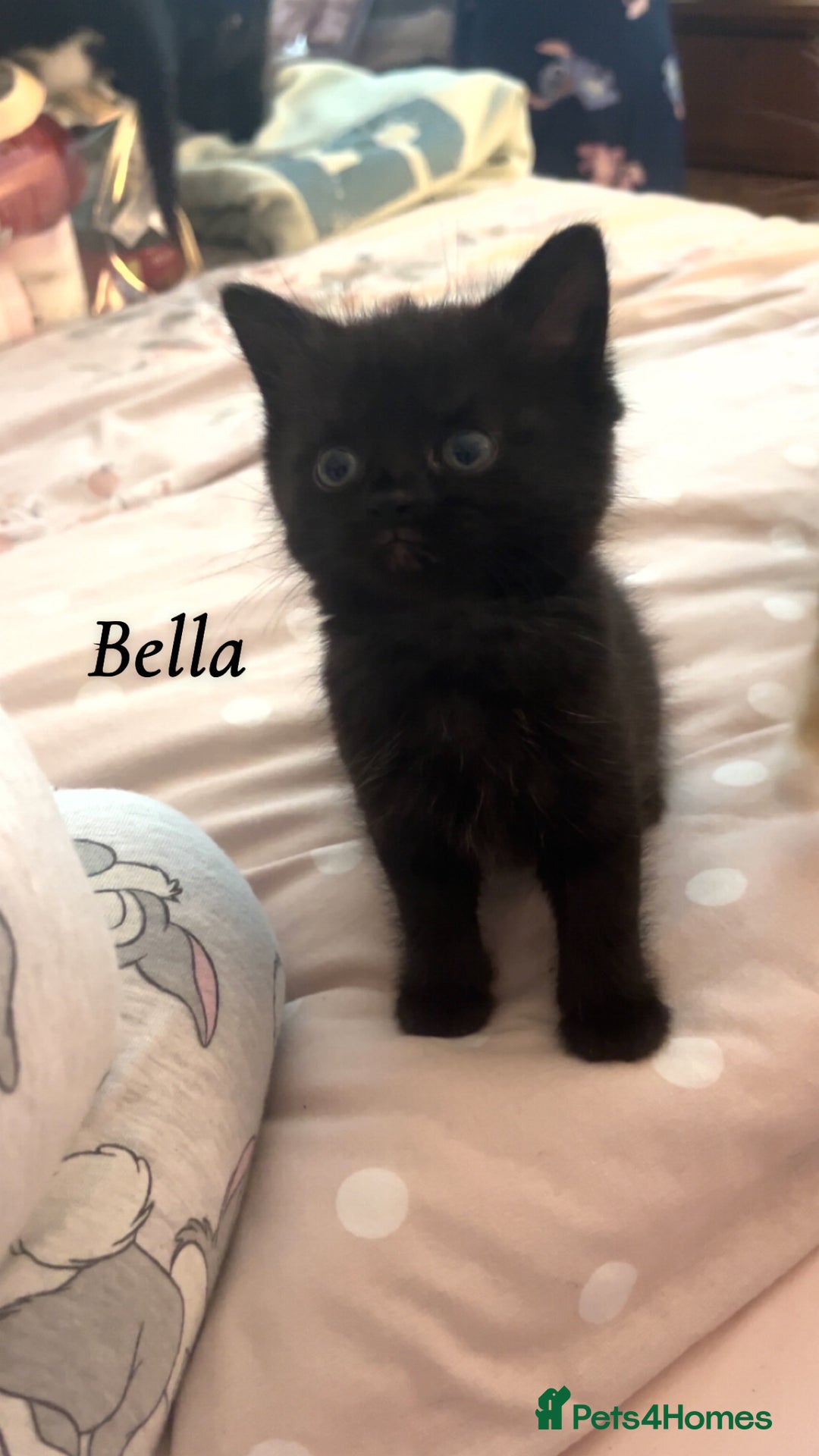 British Shorthair cats for sale: 3 kittens for sale - Image 1