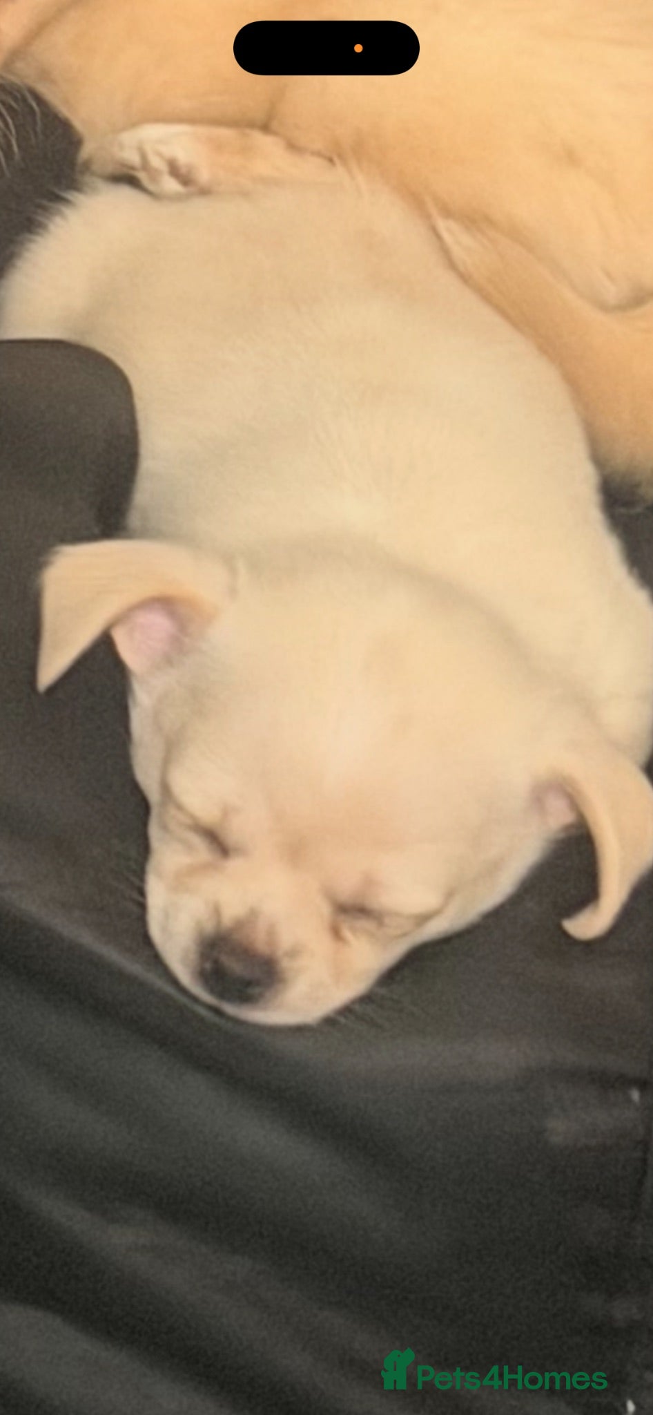 Chihuahua dogs 1 cuddly loving chi female.dog bed included  - Advert 10