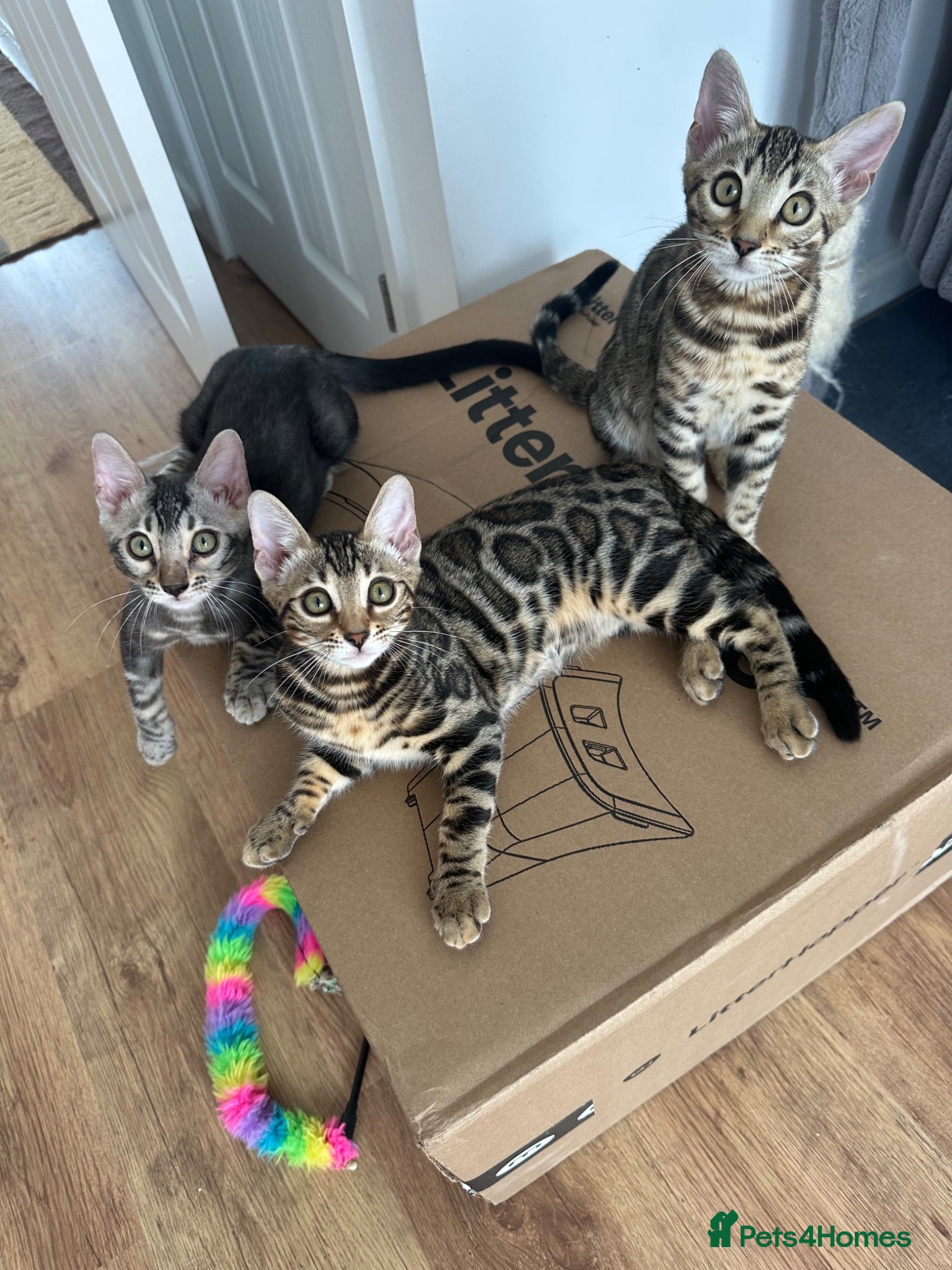 Bengal cats Bengal kittens for sale - Advert 7