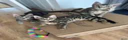 Bengal cats for sale: Bengal kittens for sale - Advert 1