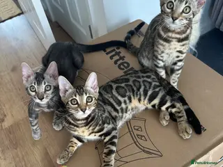 Bengal cats Bengal kittens for sale - Advert 1