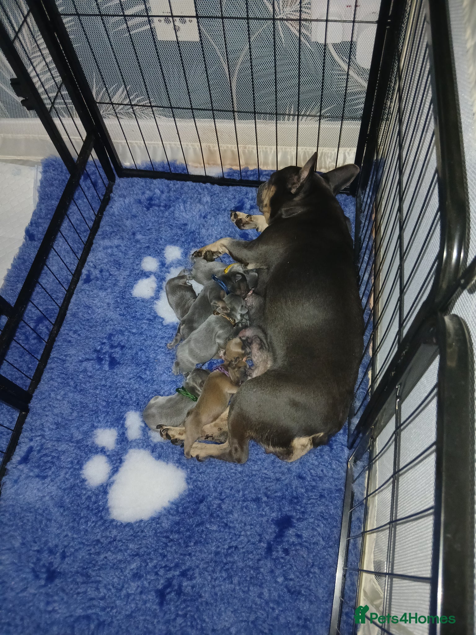 French Bulldog dogs for sale: French bulldog puppies payment plans available  - Advert 1