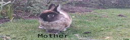 Netherland Dwarf rabbits for sale: MALE NETHERLAND DWARF 1 YEAR OLD in Bristol - Advert 13