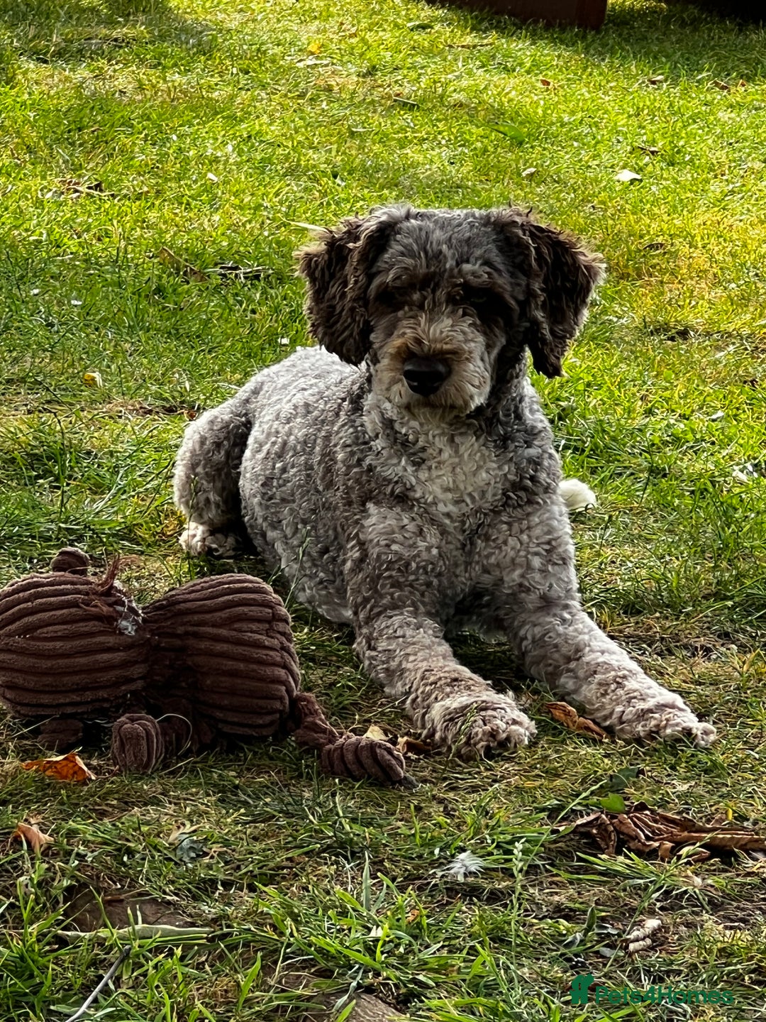 Miniature Poodle dogs for stud: Chocolate Merle Miniature Poodle Fully DNA Tested in Radstock - Image 30