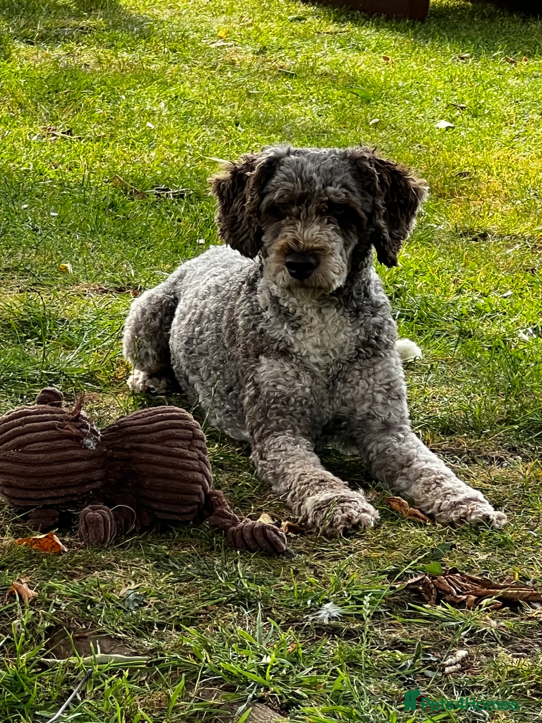 Miniature Poodle dogs for stud: Chocolate Merle Miniature Poodle Fully DNA Tested in Radstock - Advert 30