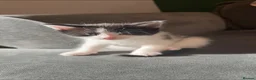 Mixed Breed cats for sale: Two sets of litter  in Cambridge - Advert 6