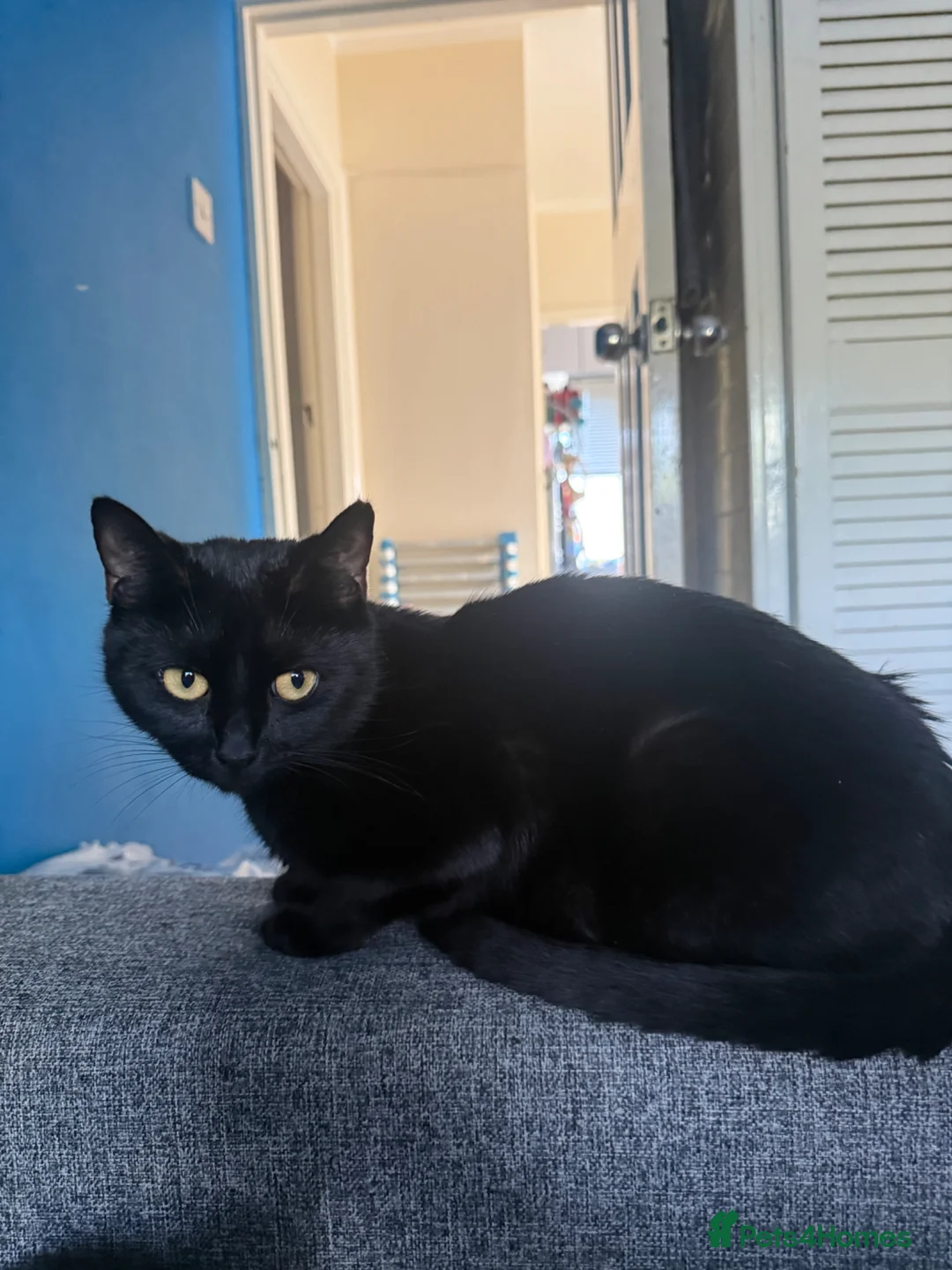 Mixed Breed cats for sale: 3 cats and 3kittens - Advert 1