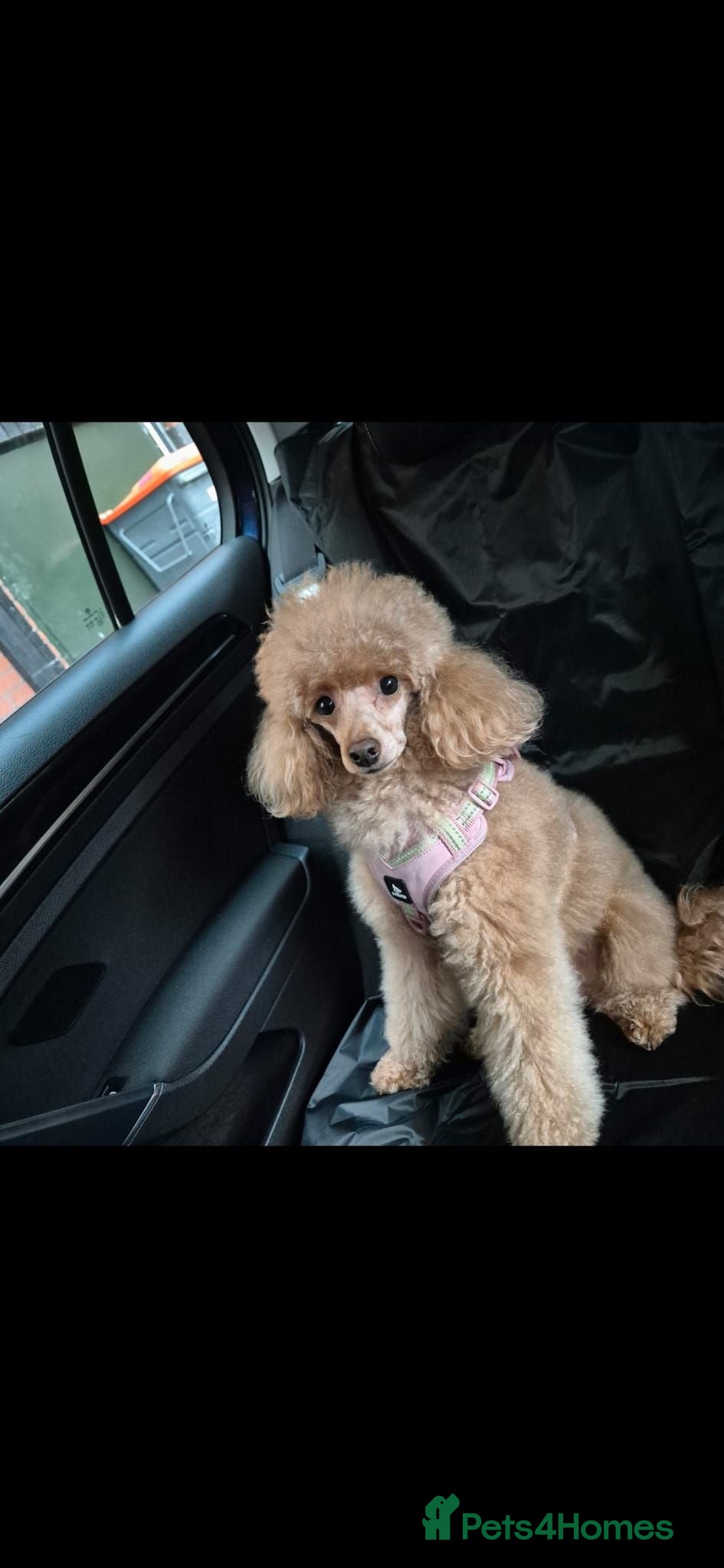 Miniature Poodle dogs Sweet Mini Poodles Ready for Homes 3 Male 1 Female - Advert 2