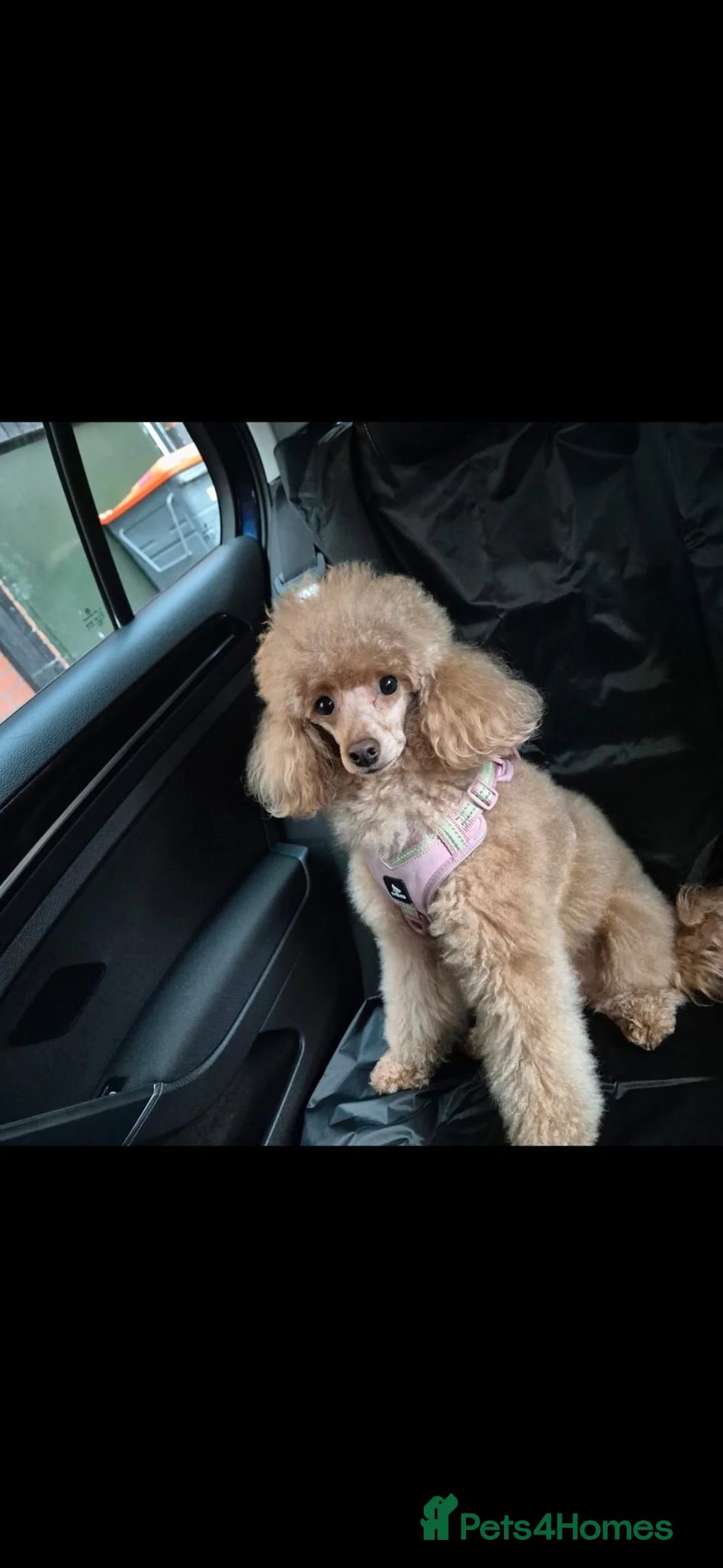 Miniature Poodle dogs for sale: Sweet Mini Poodles Ready for Homes 3 Male 1 Female in Stockport - Advert 2
