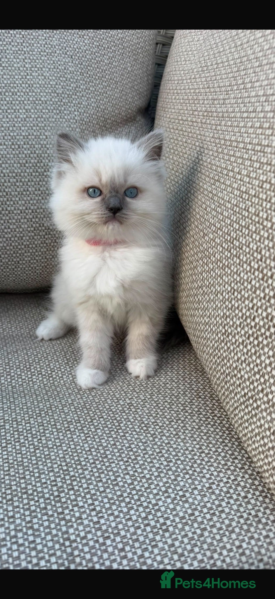 Ragdoll cats **LAST KITTEN***Stunning GCCF Registered Kittens - Advert 1