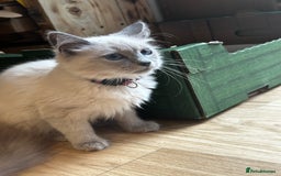 Birman cats for sale: Birman kittens  - Image 19
