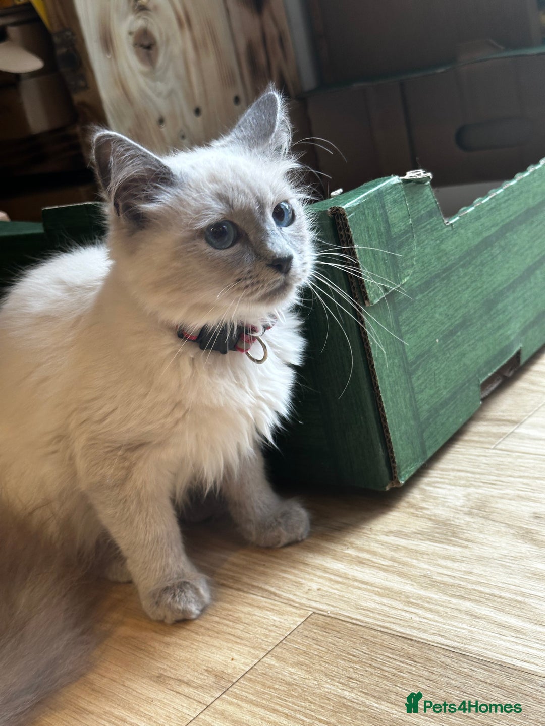 Birman cats for sale: Birman kittens  - Image 19