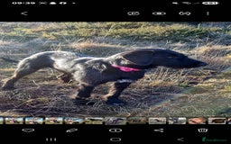 Mixed Breed dogs for sale: collie cross Hungarian vizler - Image 3