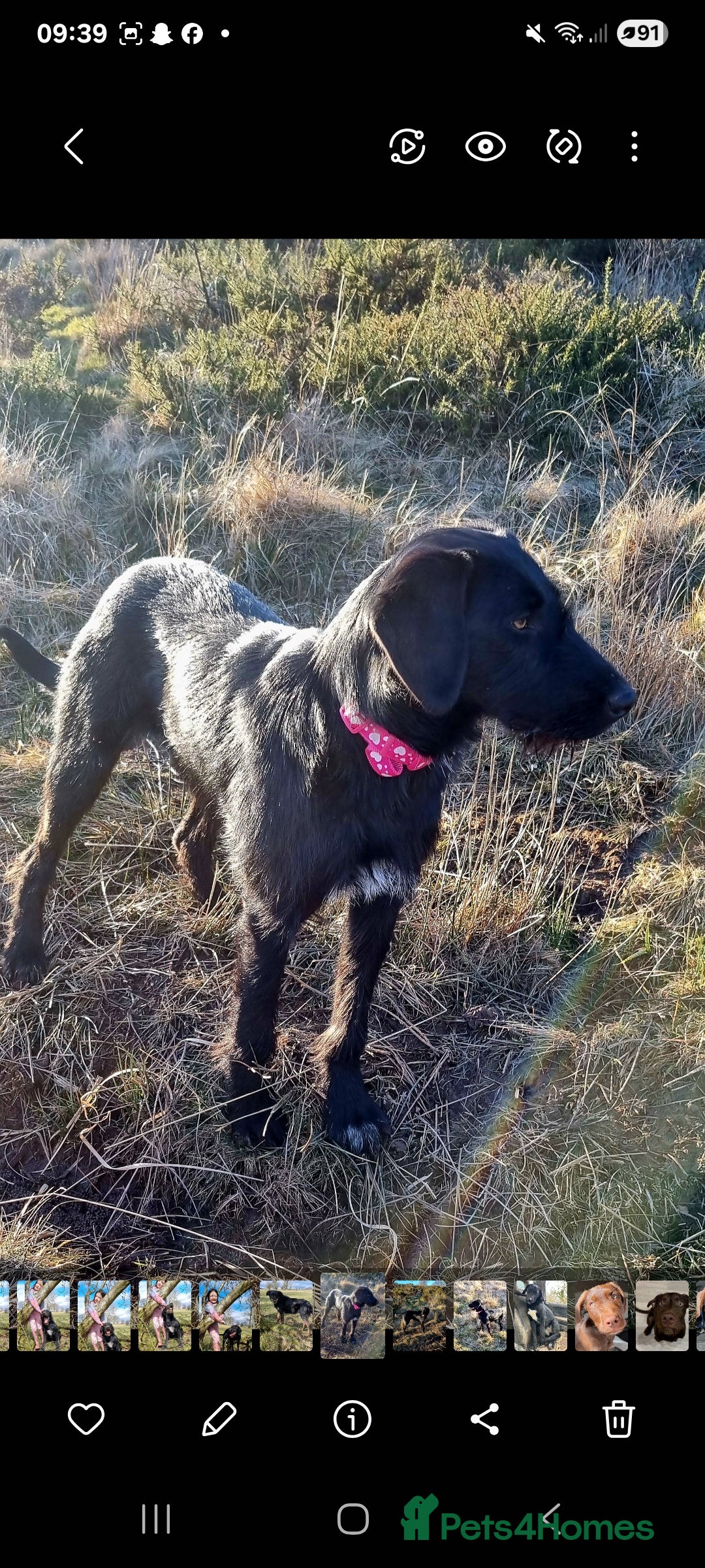 Mixed Breed dogs for sale: collie cross Hungarian vizler - Image 3