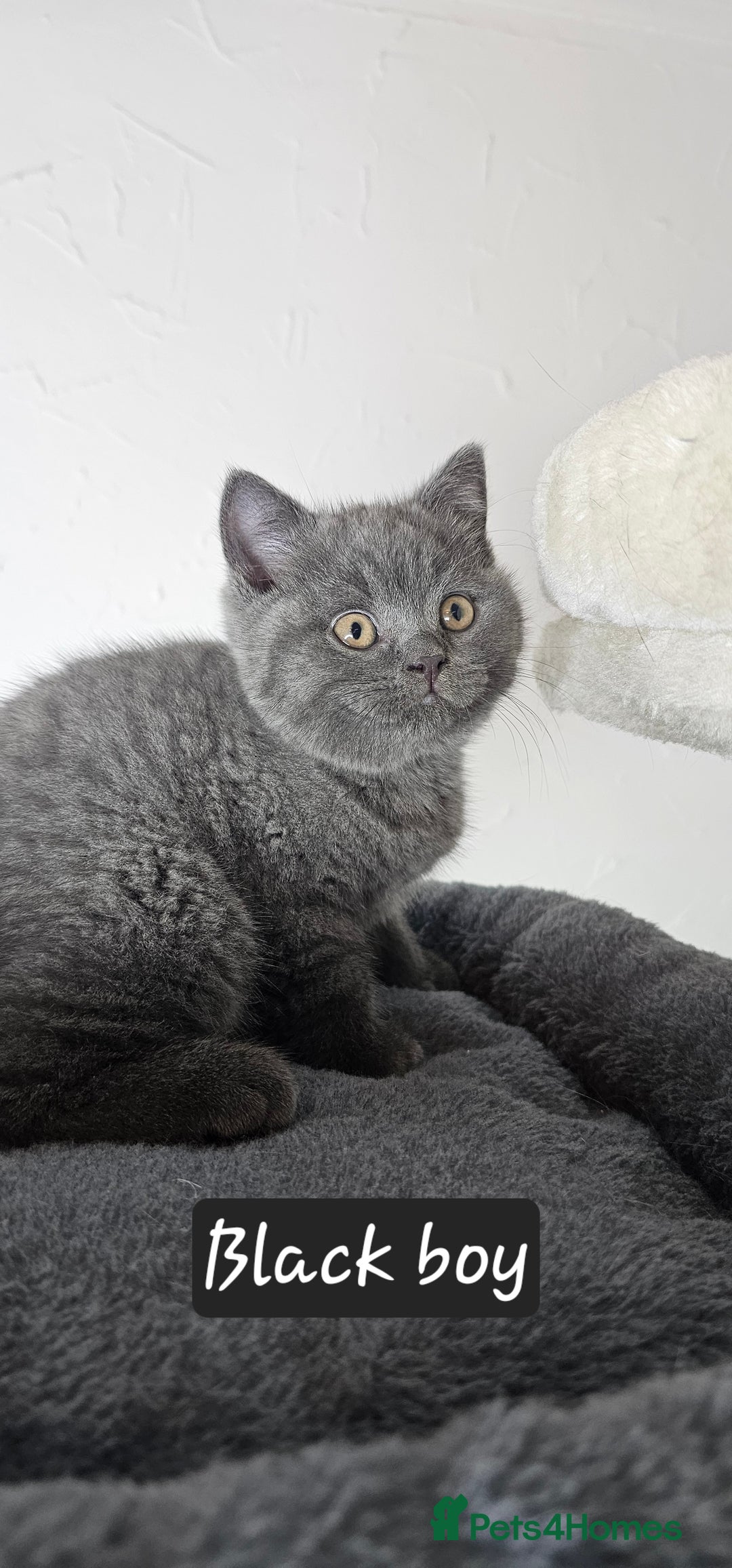 British Shorthair cats for sale: British short hair kittens - Advert 11