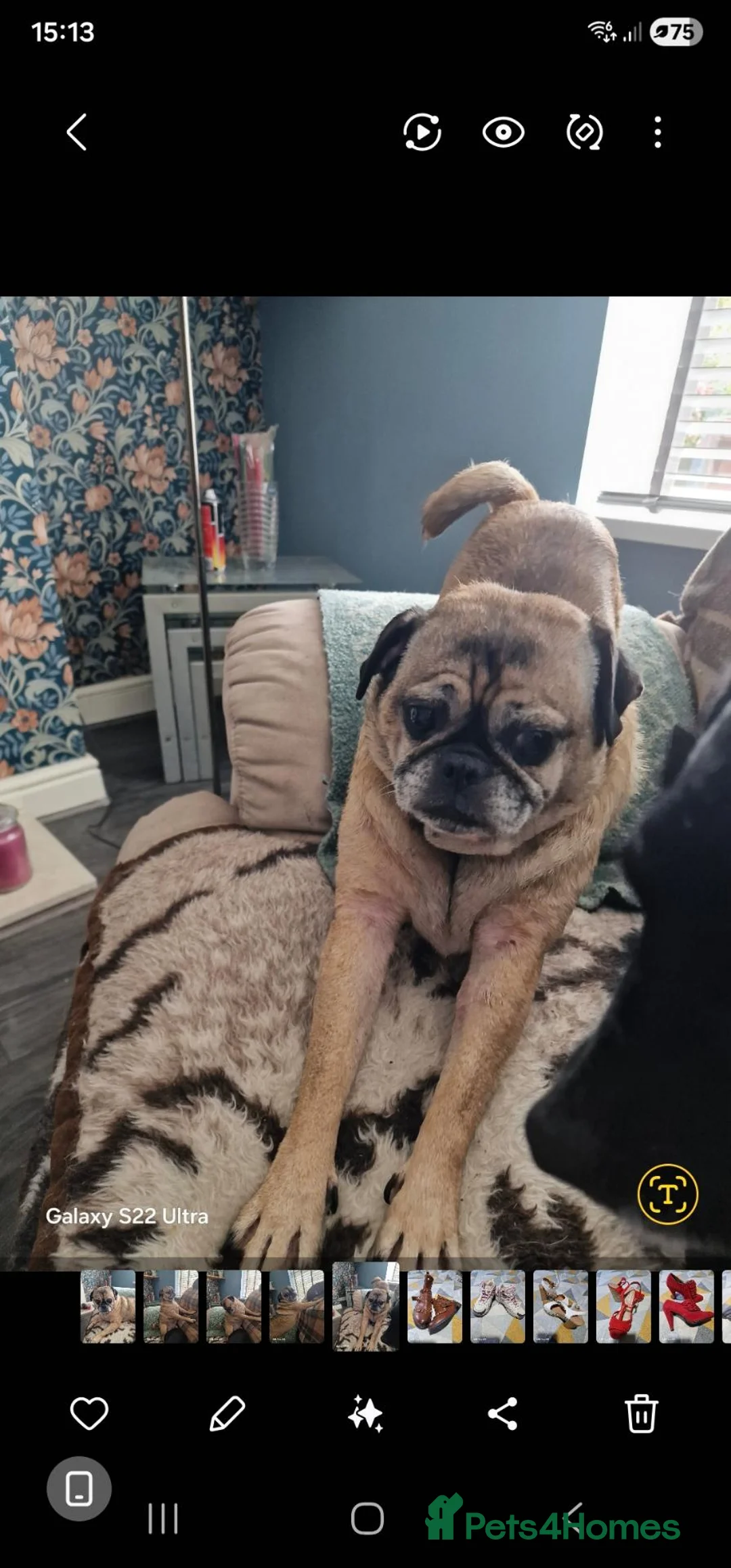 Jug dogs for sale: Pug Jack Russell  in Leyland - Advert 5
