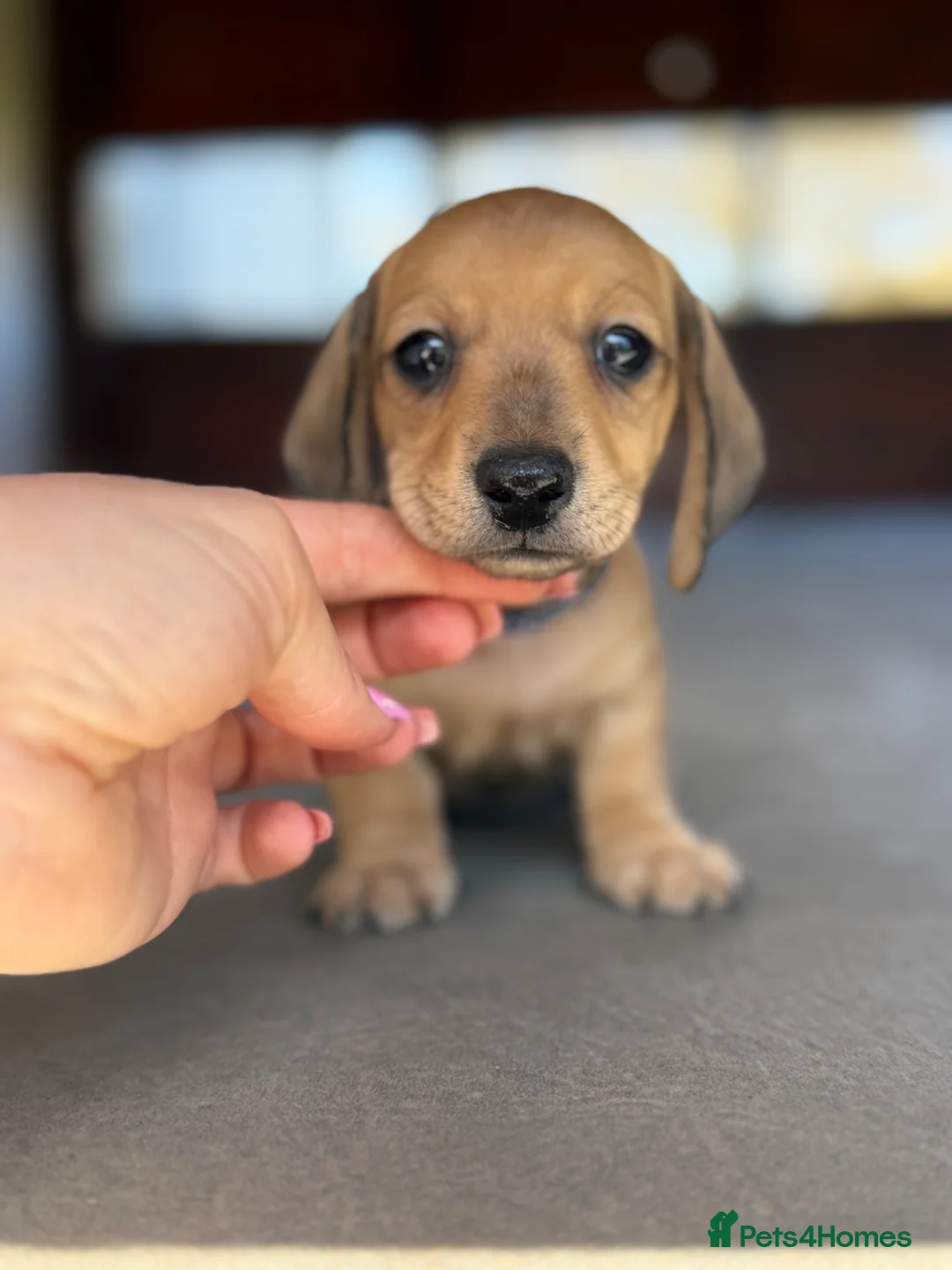 Miniature Dachshund dogs for sale: Stunning Red & Fawn Miniature Dachshund Puppies - Advert 1