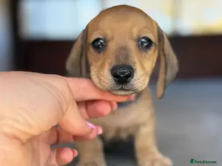 Miniature Dachshund dogs Stunning Red & Fawn Miniature Dachshund Puppies - Advert 11
