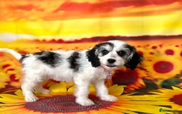 Cockapoo dogs for sale: ⭐️Rare Silver Phantom DNA CLEAR Mini F1 Cockapoos - Image 11