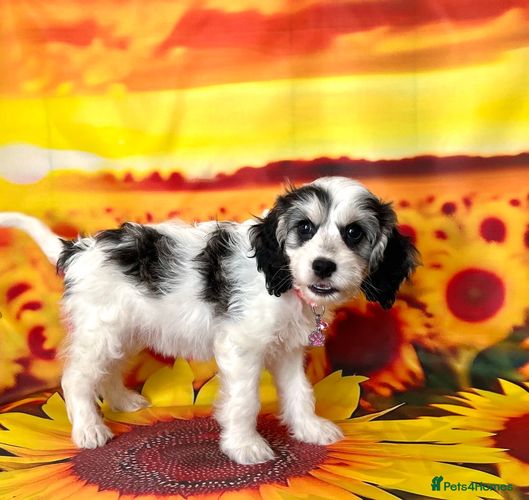 Cockapoo dogs for sale: ⭐️Rare Silver Phantom DNA CLEAR Mini F1 Cockapoos - Image 11