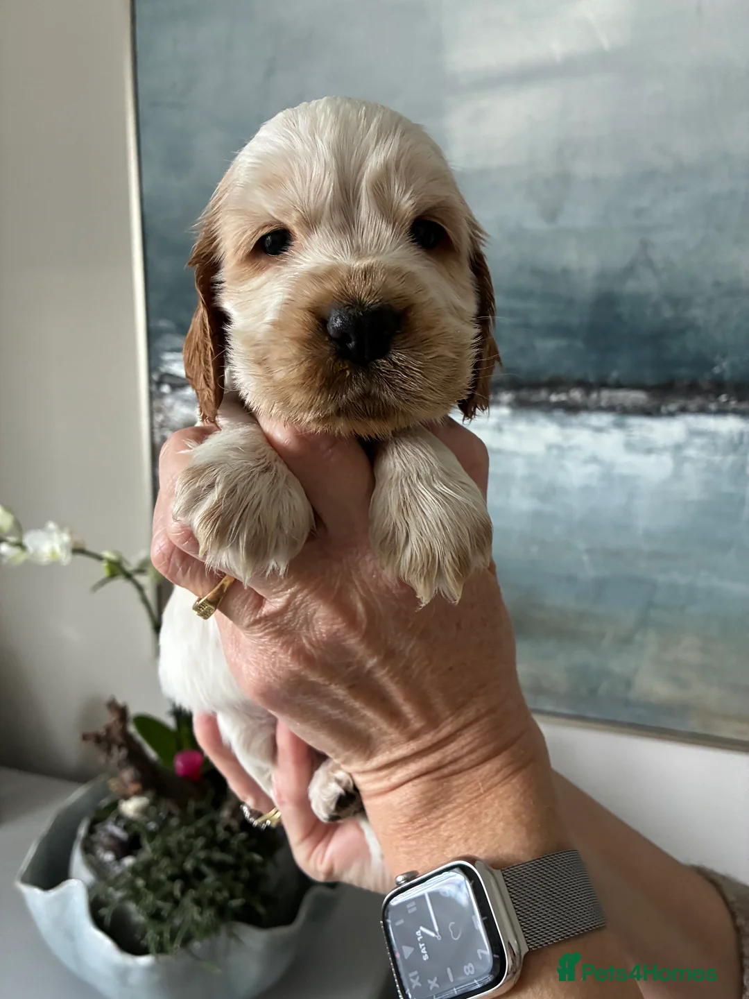 Cocker Spaniel dogs for sale: Show cocker spaniel puppies  - Advert 4