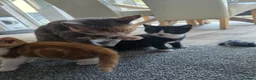 Mixed Breed cats for sale: Beautiful litter of Female Kittens Mixed breed  - Advert 5