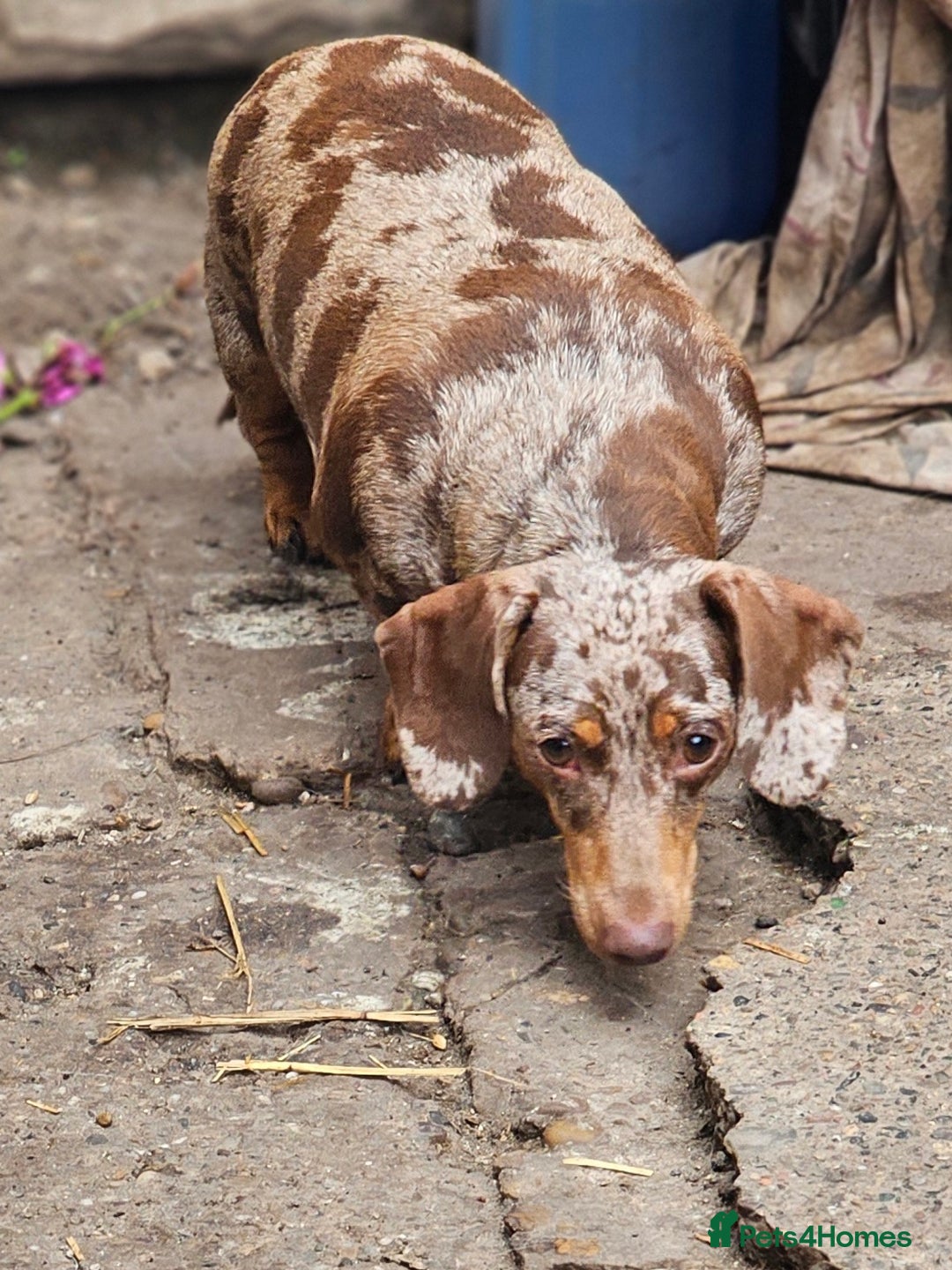 Miniature Dachshund dogs for sale: Proper miniature dachshunds  - Image 8