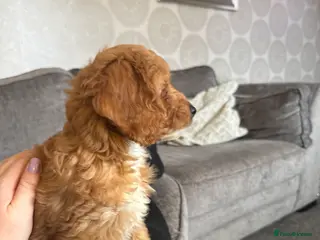 Cockapoo dogs 🐶F1 cockerpoo puppy last girl - Advert 6