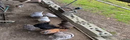 Chickens poultry for sale: Special egg layers hens and Wyandotte banthams  in Dorking - Advert 3