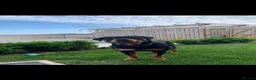 Rottweiler dogs for sale: German Rottweiler puppies  in Preston - Advert 1