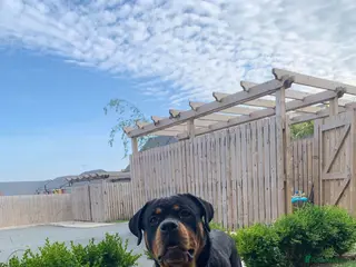 Rottweiler dogs German Rottweiler puppies - Advert 17