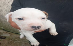 American Bulldog dogs for sale: Amercian Bulldog Pups 🐾  - Image 12