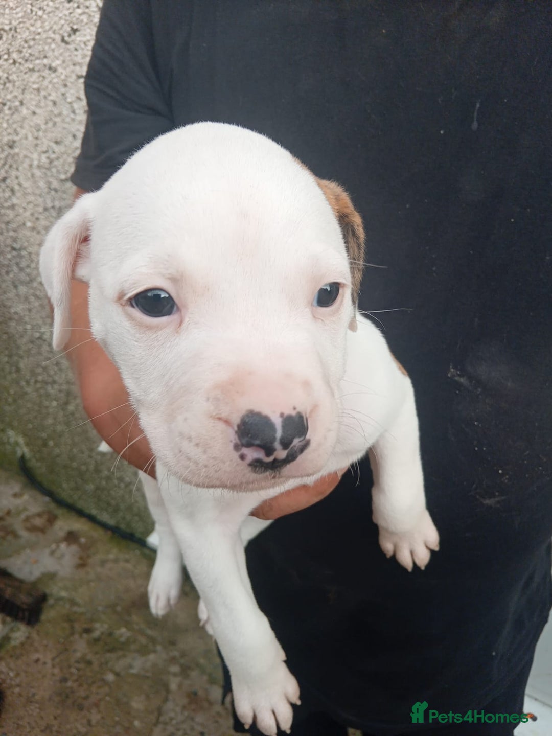 American Bulldog dogs for sale: Amercian Bulldog Pups 🐾  - Image 12