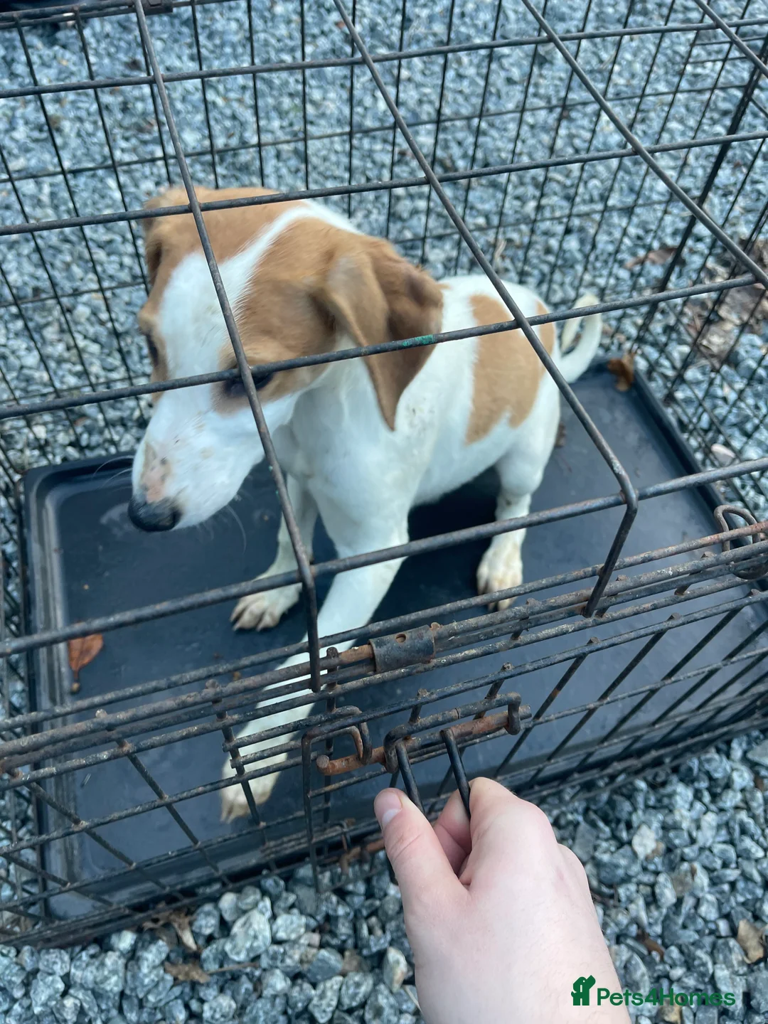 Mixed Breed dogs for sale: Saluki/greyhound puppies  - Advert 6