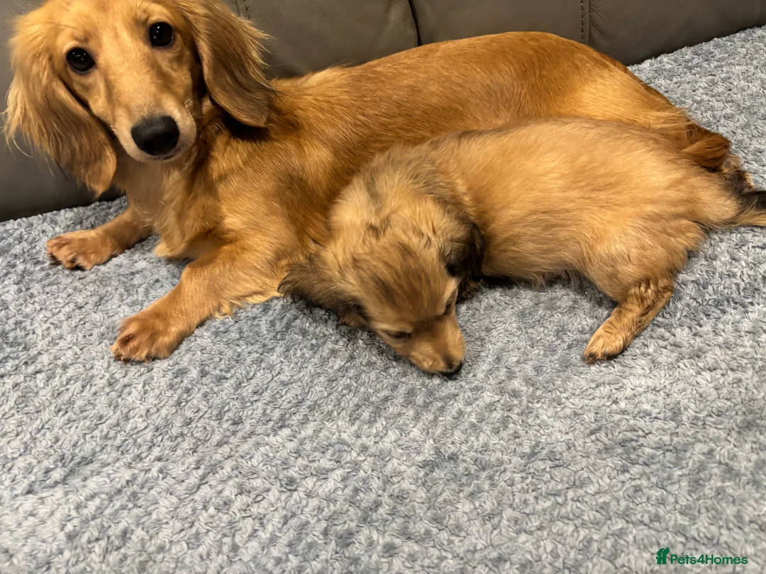 Miniature Dachshund dogs for sale: Beautiful cream boy ready to leave  - Advert 4