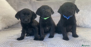 Labrador Retriever dogs - Advert 8