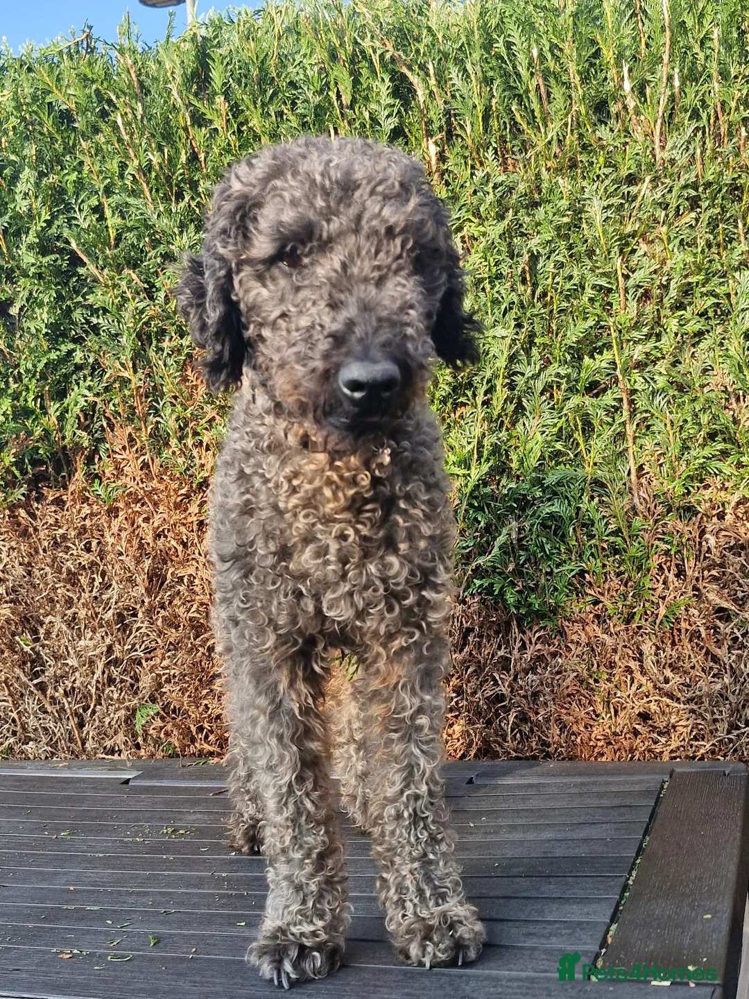 Mixed Breed dogs for sale: Jack russell x bedlington terrier  - Advert 2