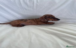 Miniature Dachshund dogs for sale: 🌈😍1 outstanding boy Dachund ready now 😍🌈 - Image 3