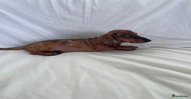 Miniature Dachshund dogs - Advert 15